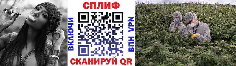 Купить где Волосово Конопля AK-47